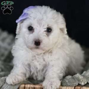 Bella, Bichon Frise Puppy